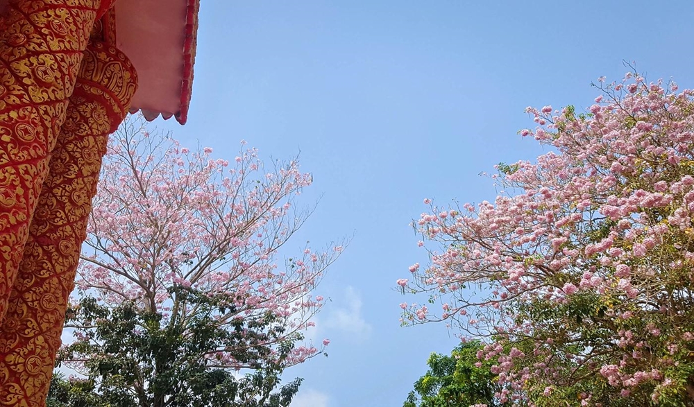 Ngày xuân, đứng ở góc nào trong khuôn viên chùa Pô Thi Thlâng cũng nhìn thấy sắc hồng rực rỡ của hoa.